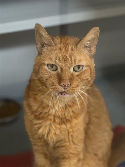 Enlarge Mack, a Adoptable mixed breed in Bensalem, PA image 1/3