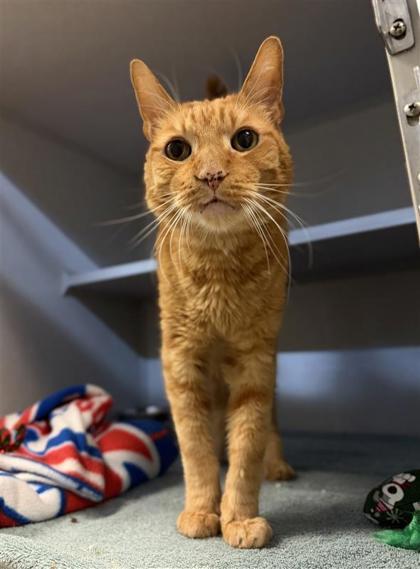 Enlarge Mack, a Adoptable mixed breed in Bensalem, PA image 3/3