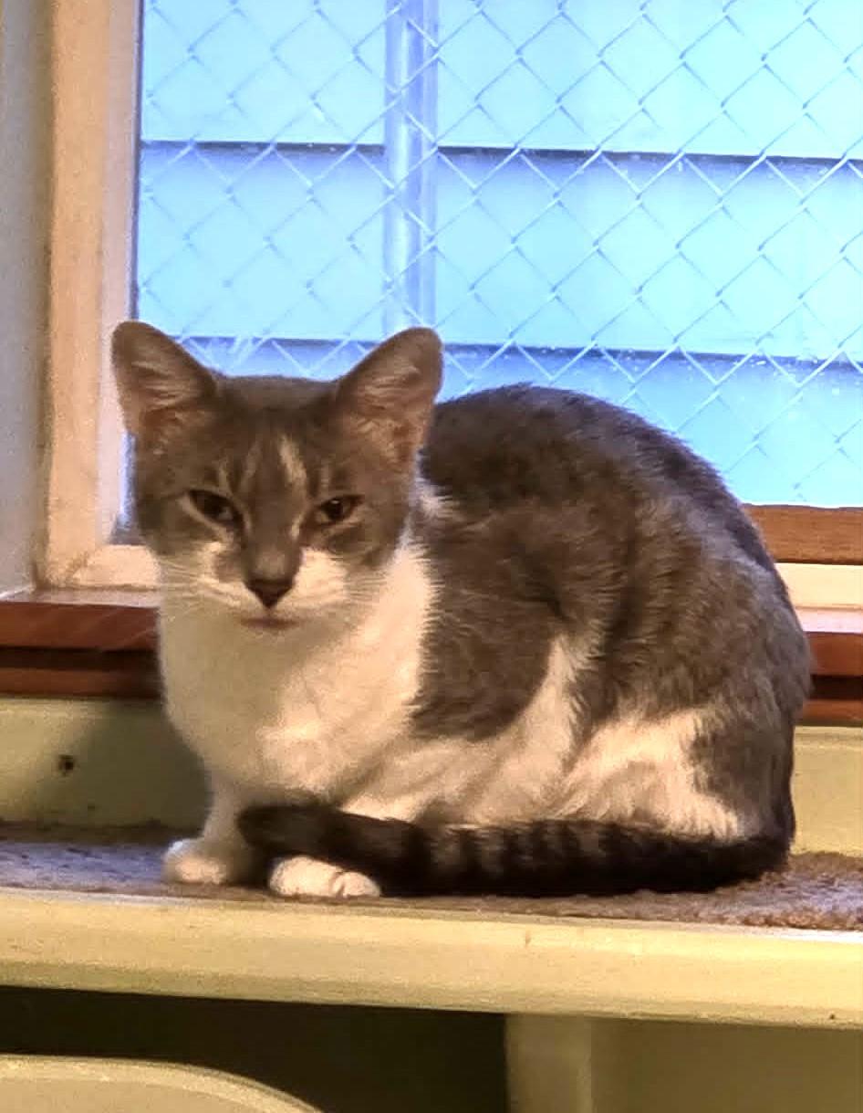 Tabitha, a ADOPTABLE mixed breed in Lewiston, ID image 1/2