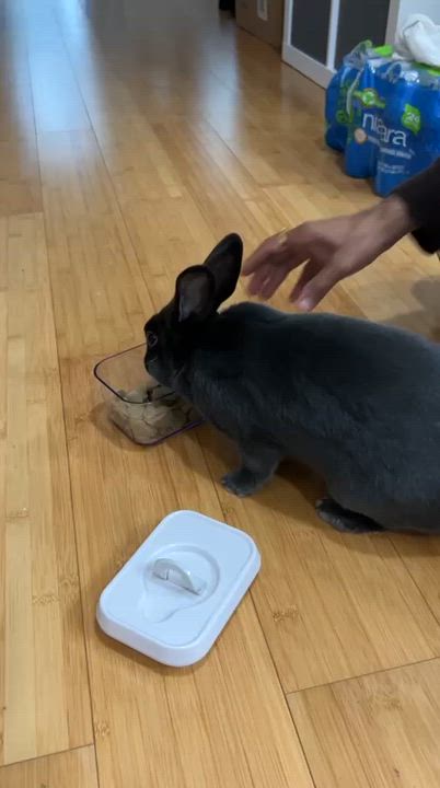 Enlarge Mochi, a ADOPTABLE American in Cream Ridge, NJ video 1/2