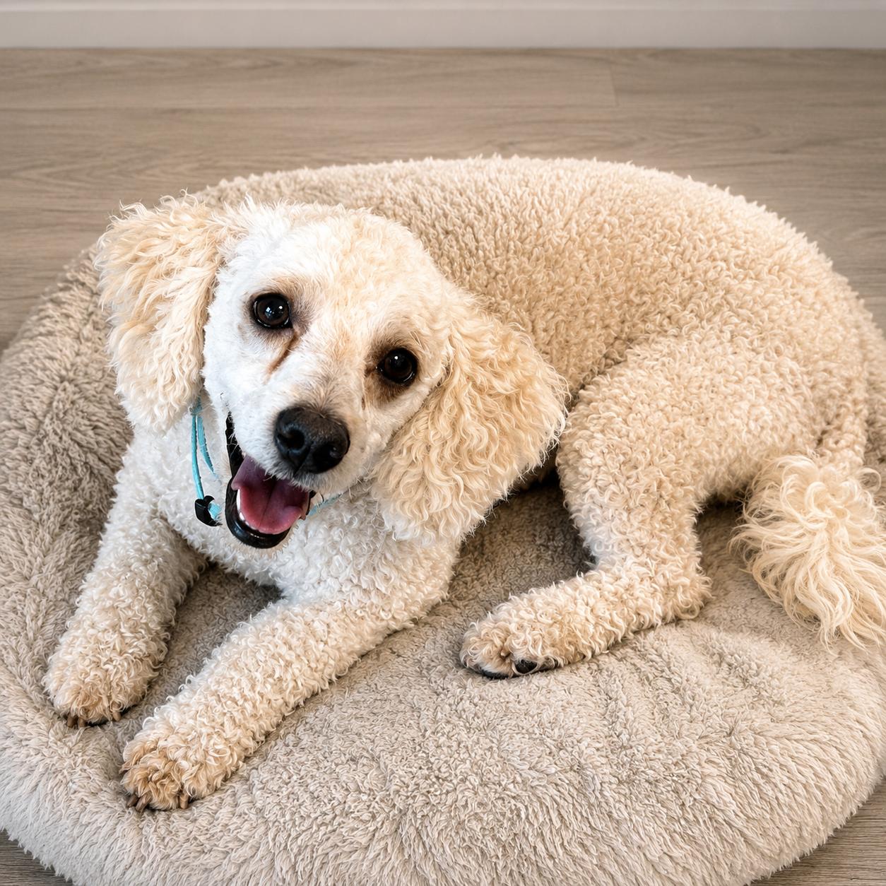 Bubbles, an adopted Miniature Poodle in Hillsborough, NJ image 2/4