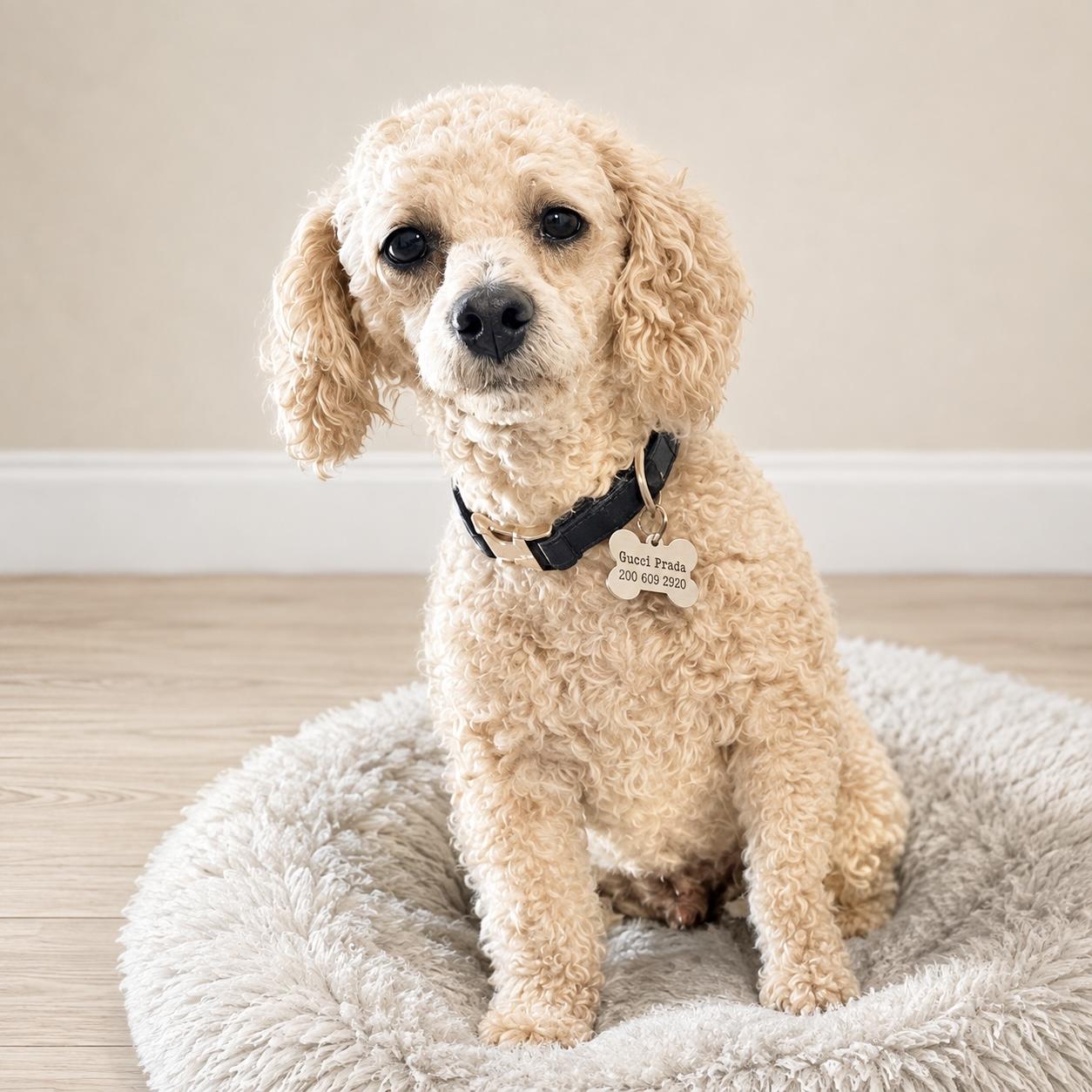Bubbles, adopted, Young Male Miniature Poodle.