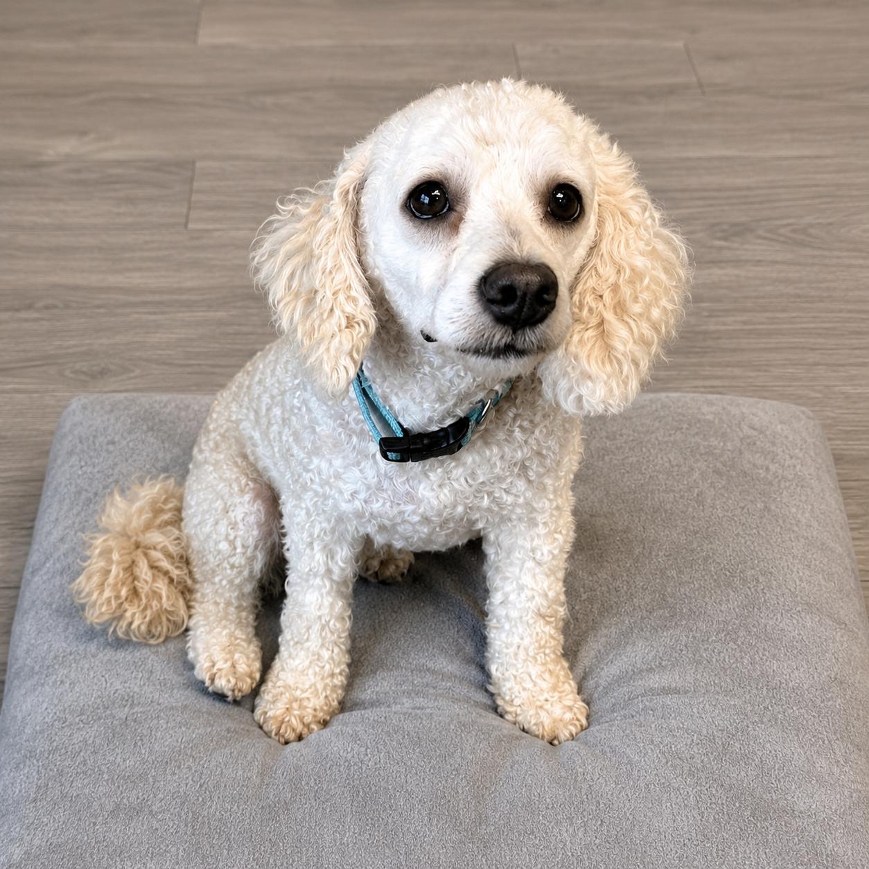 Bubbles, an adopted Miniature Poodle in Hillsborough, NJ image 4/4