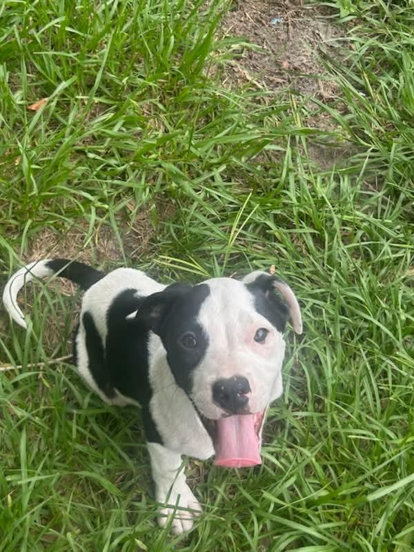 Goliath, Adoptable, Puppy Male Pit Bull Terrier.