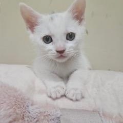 Viola, a ADOPTABLE mixed breed in Waxhaw, NC image 3/4
