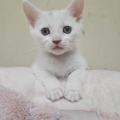Viola, a ADOPTABLE mixed breed in Waxhaw, NC image 2/4