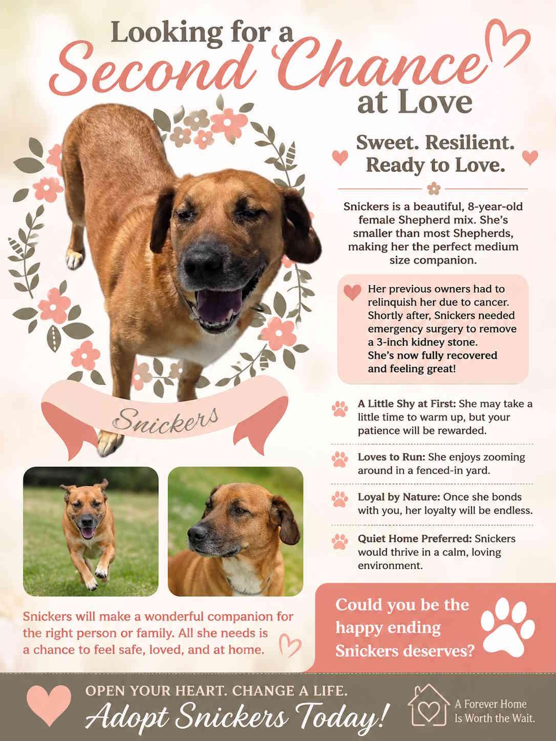 Enlarge Snickers, an adopted mixed breed in York, NE image 1/1