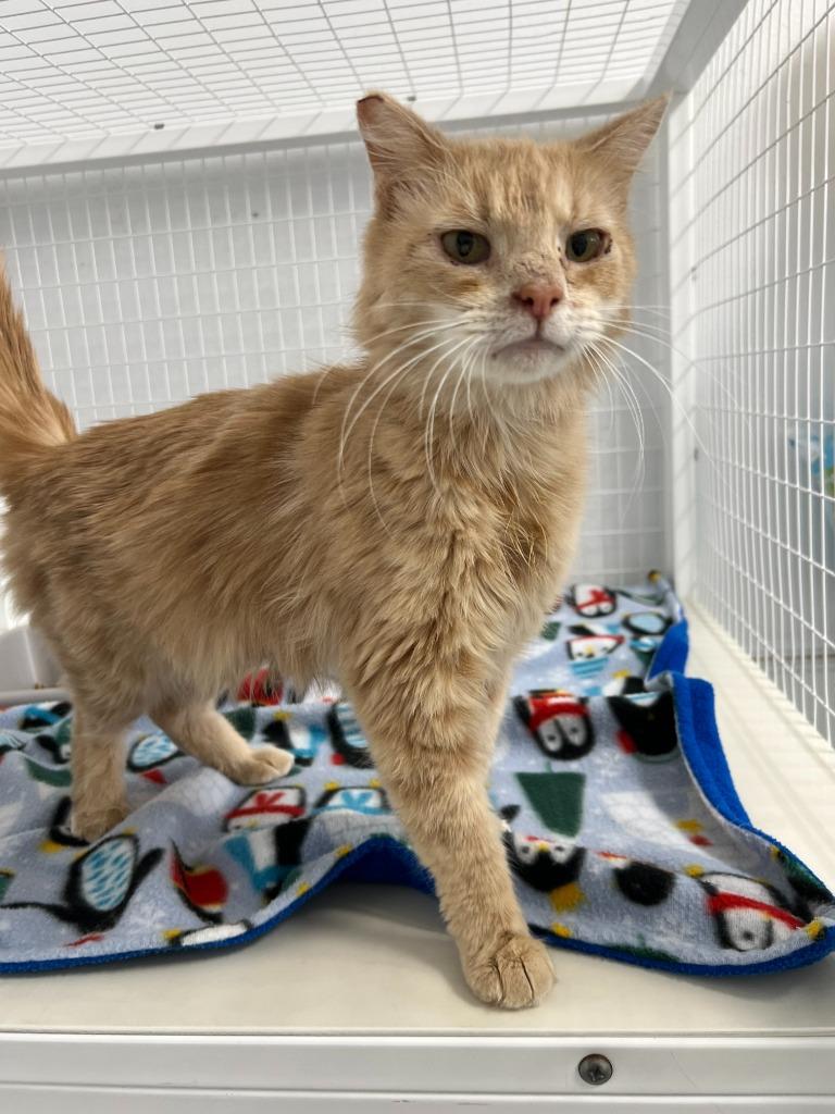 Enlarge Nana, a Adoptable mixed breed in Brookings, OR image 1/1
