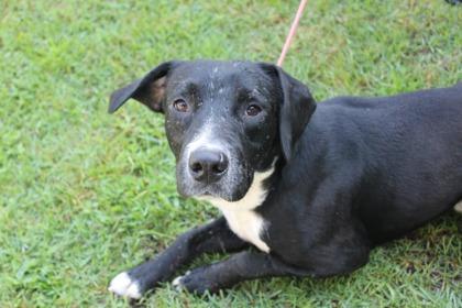 Tommy, Adoptable, Adult Male American Bulldog & Mixed Breed.