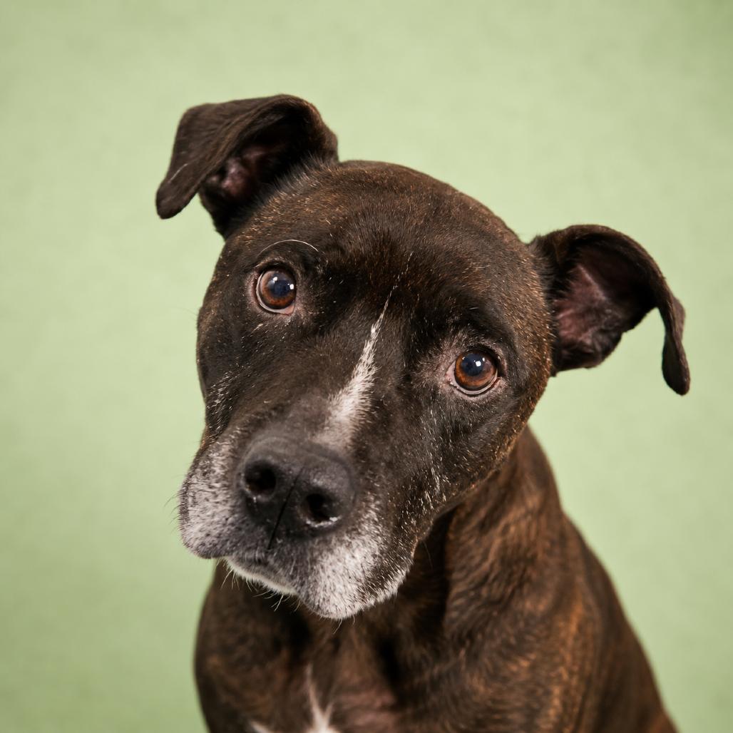 Enlarge Chester Drawers, a Adoptable Mixed Breed in Pulaski, TN image 1/6