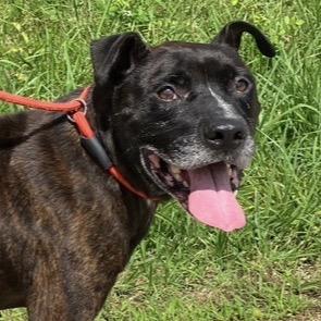 Chester Drawers, Adoptable, Senior Male Mixed Breed.