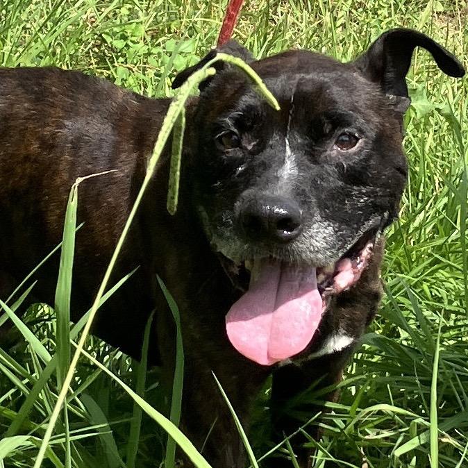 Enlarge Chester Drawers, a Adoptable Mixed Breed in Pulaski, TN image 2/6