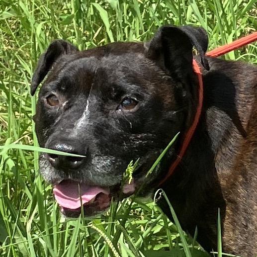Enlarge Chester Drawers, a Adoptable Mixed Breed in Pulaski, TN image 3/6
