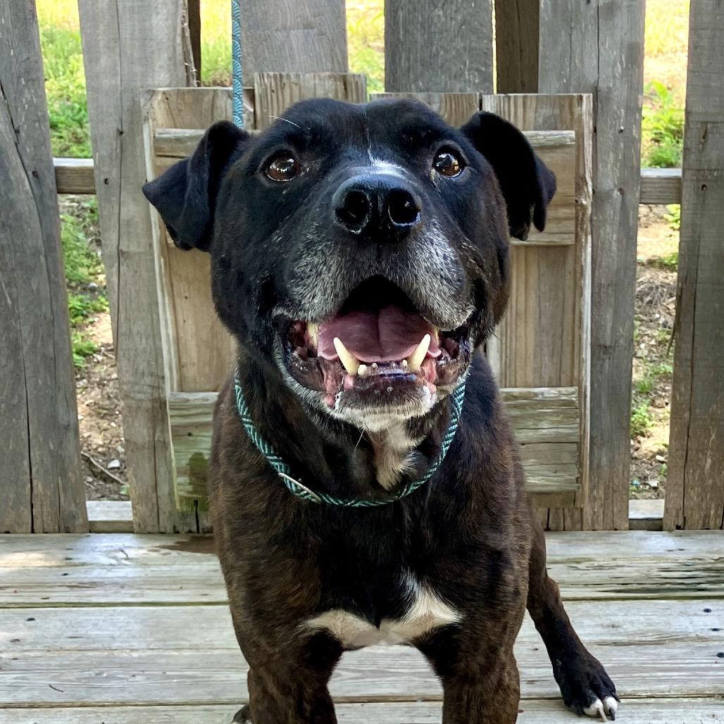 Enlarge Chester Drawers, a Adoptable Mixed Breed in Pulaski, TN image 4/6