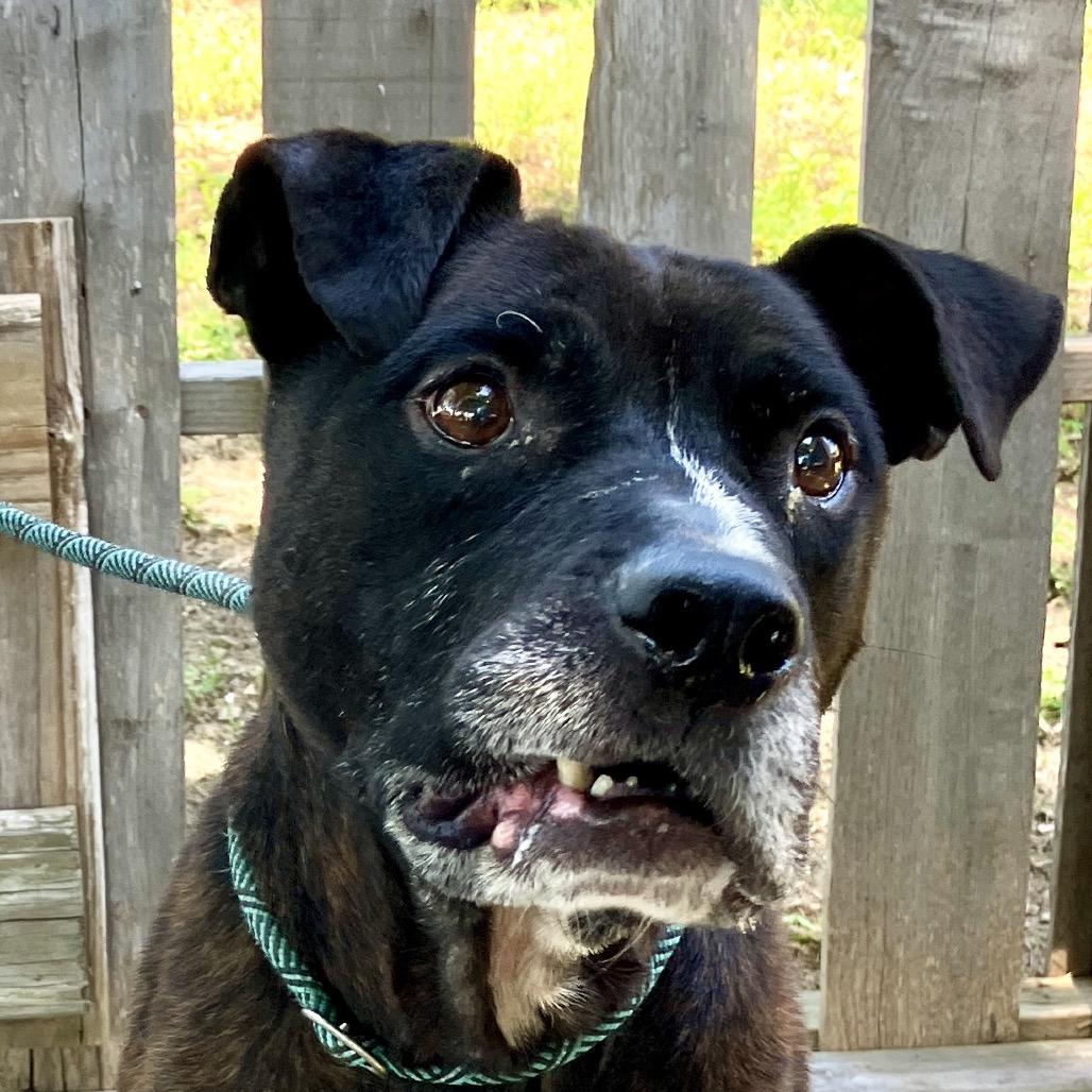 Enlarge Chester Drawers, a Adoptable Mixed Breed in Pulaski, TN image 5/6
