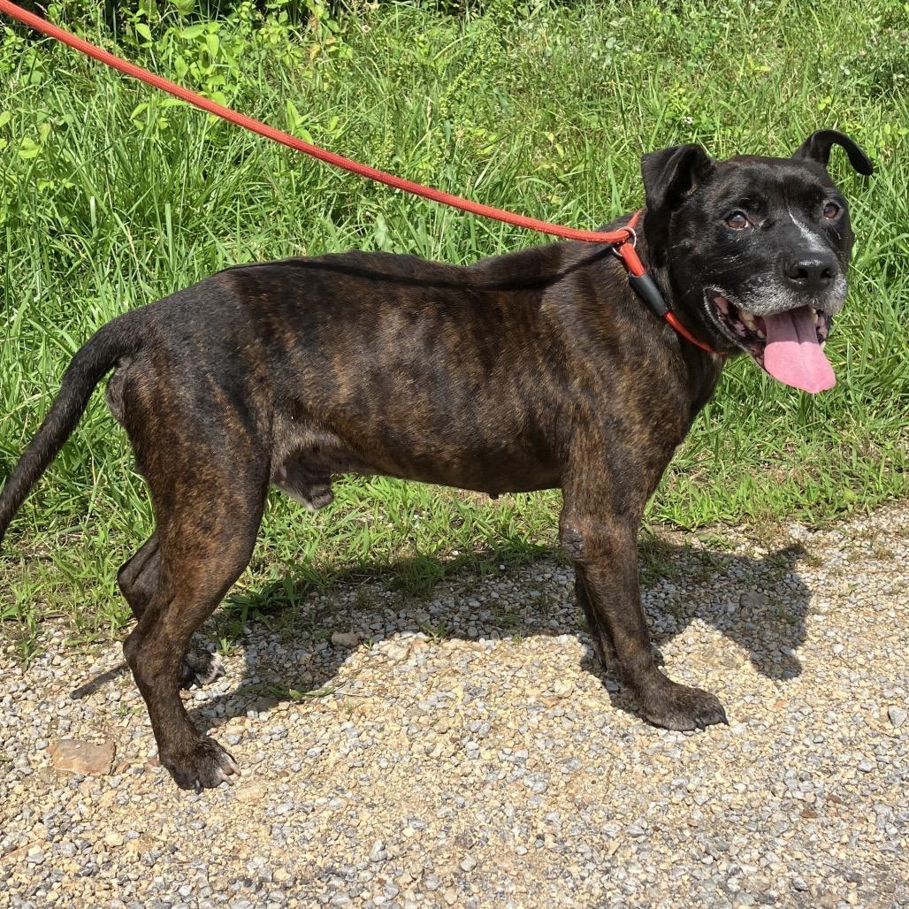 Chester Drawers, a Adoptable Mixed Breed in Pulaski, TN image 5/6
