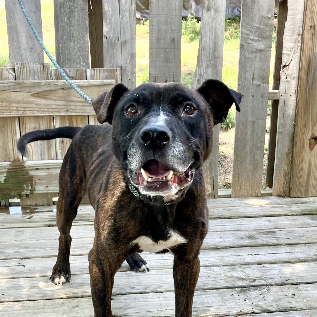 Enlarge Chester Drawers, a Adoptable Mixed Breed in Pulaski, TN image 6/6