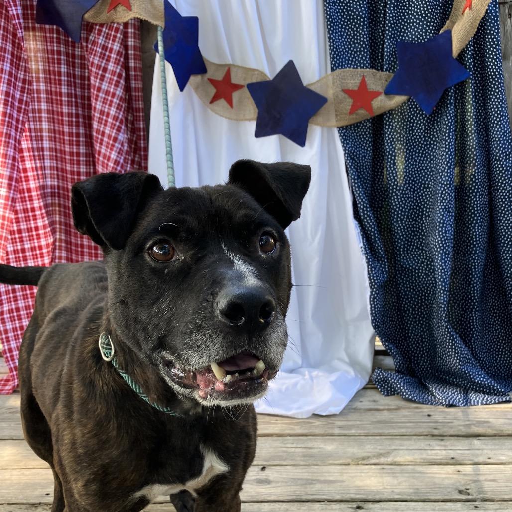 Chester Drawers, a Adoptable Mixed Breed in Pulaski, TN image 5/5