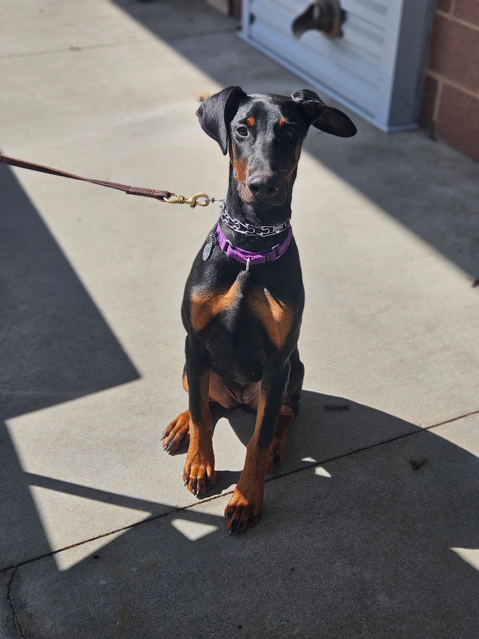 Enlarge Kitty, a ADOPTABLE Doberman Pinscher in Louisville, KY image 1/5