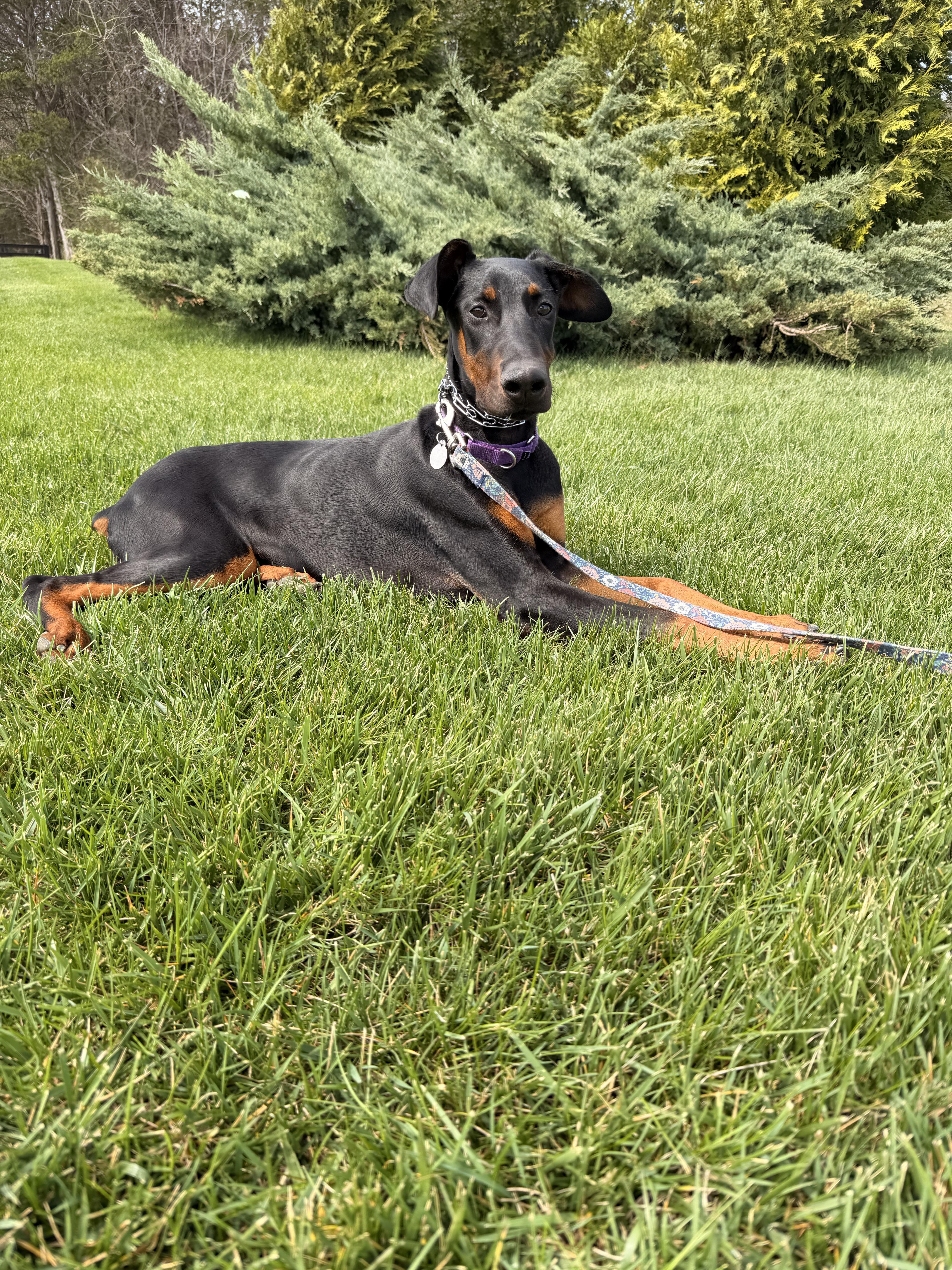 Enlarge Kitty, a ADOPTABLE Doberman Pinscher in Louisville, KY image 3/5