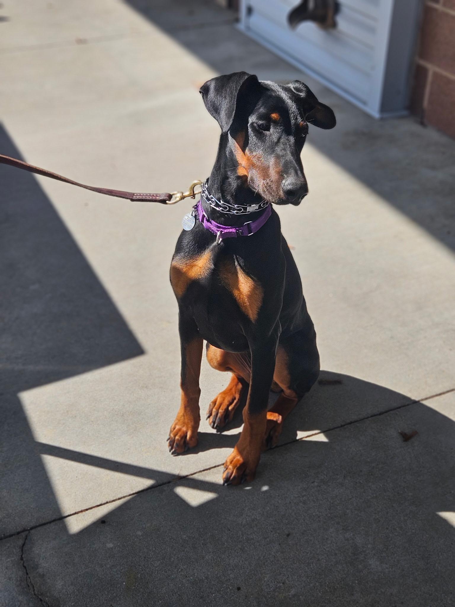Enlarge Kitty, a ADOPTABLE Doberman Pinscher in Louisville, KY image 2/5