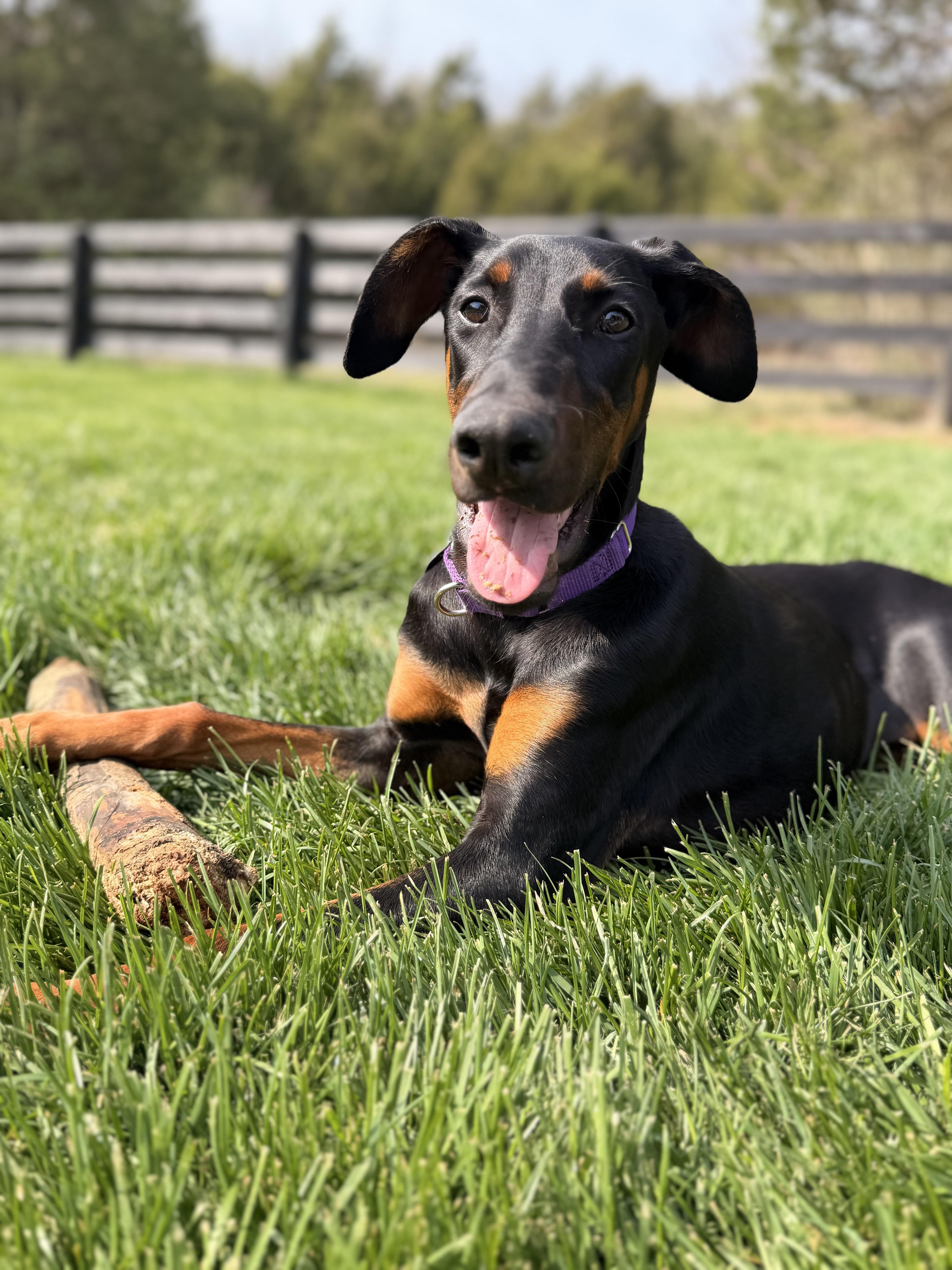 Enlarge Kitty, a ADOPTABLE Doberman Pinscher in Louisville, KY image 4/5