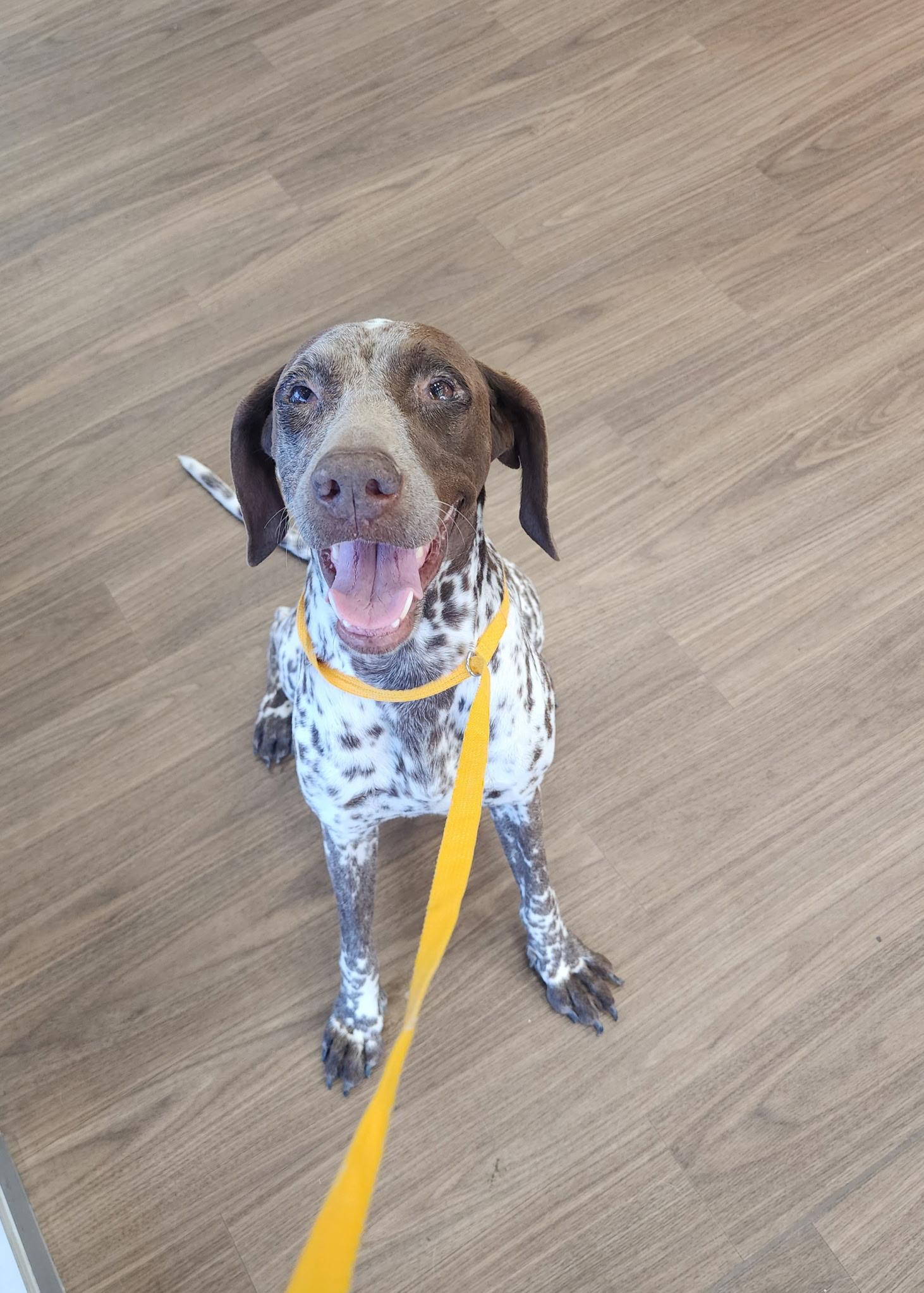 Angie, adoptable, Young Female German Shorthaired Pointer.