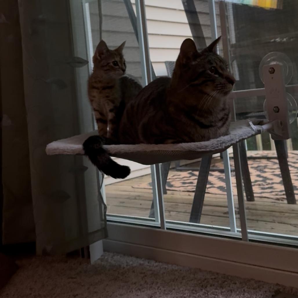 Enlarge Levi-Foster, a Adoptable Domestic Short Hair in Grand Rapids, MI image 1/6