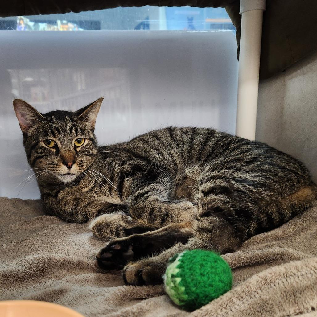 Enlarge Levi-Foster, a Adoptable Domestic Short Hair in Grand Rapids, MI image 4/6