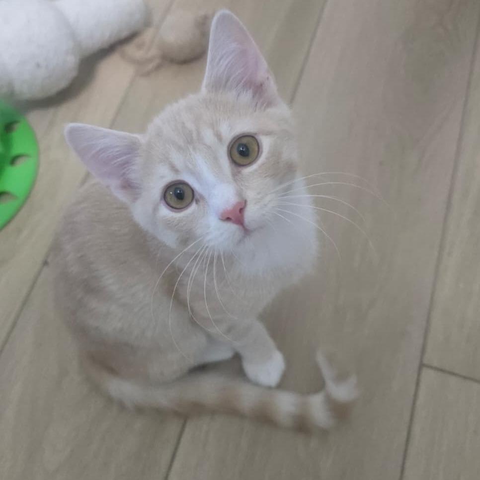 Horace, Adoptable, Kitten Male Domestic Short Hair.