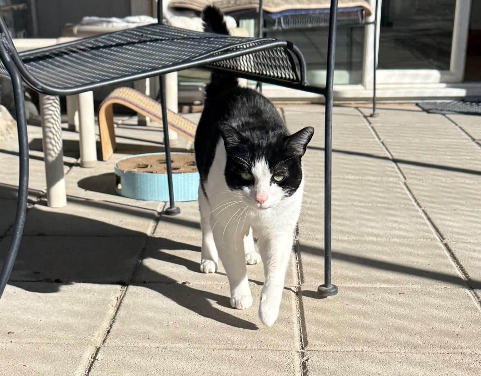 Chachi, ADOPTABLE, Adult Male Domestic Short Hair.