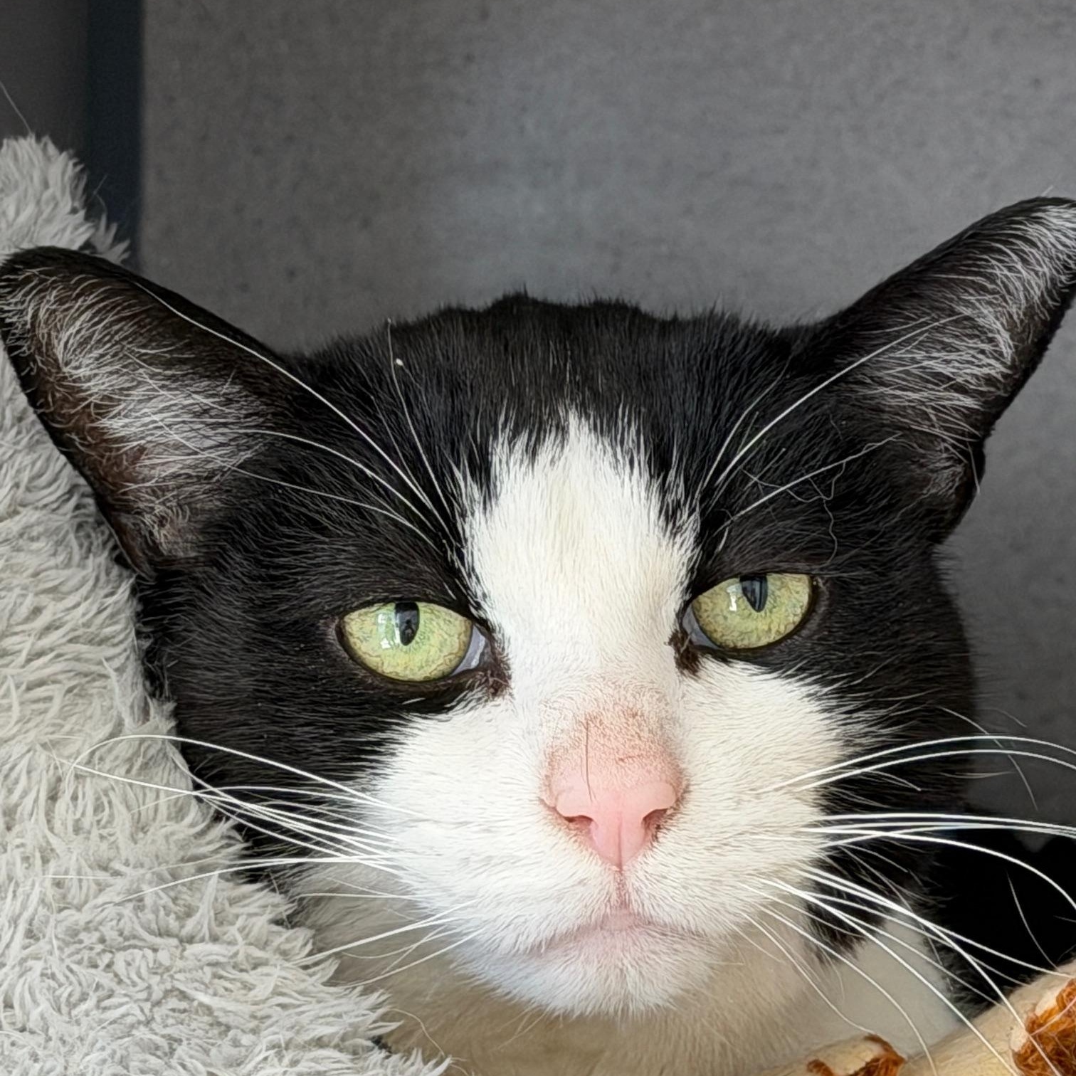 Enlarge Chachi, a ADOPTABLE Domestic Short Hair in Gardnerville, NV image 1/3