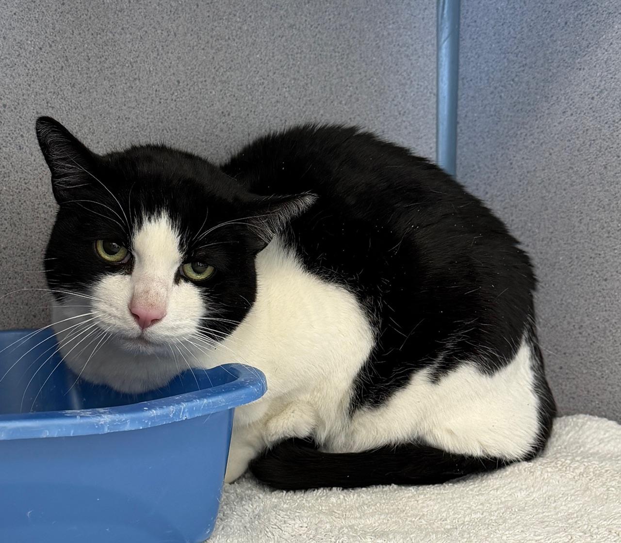 Enlarge Chachi, a ADOPTABLE Domestic Short Hair in Gardnerville, NV image 3/3