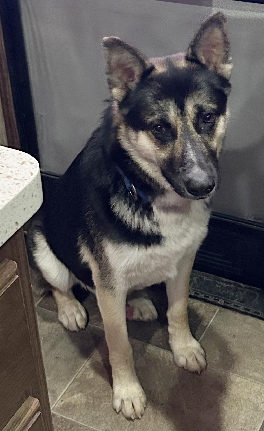 Enlarge Buddy III, a ADOPTABLE mixed breed in Phoenix, AZ image 3/5