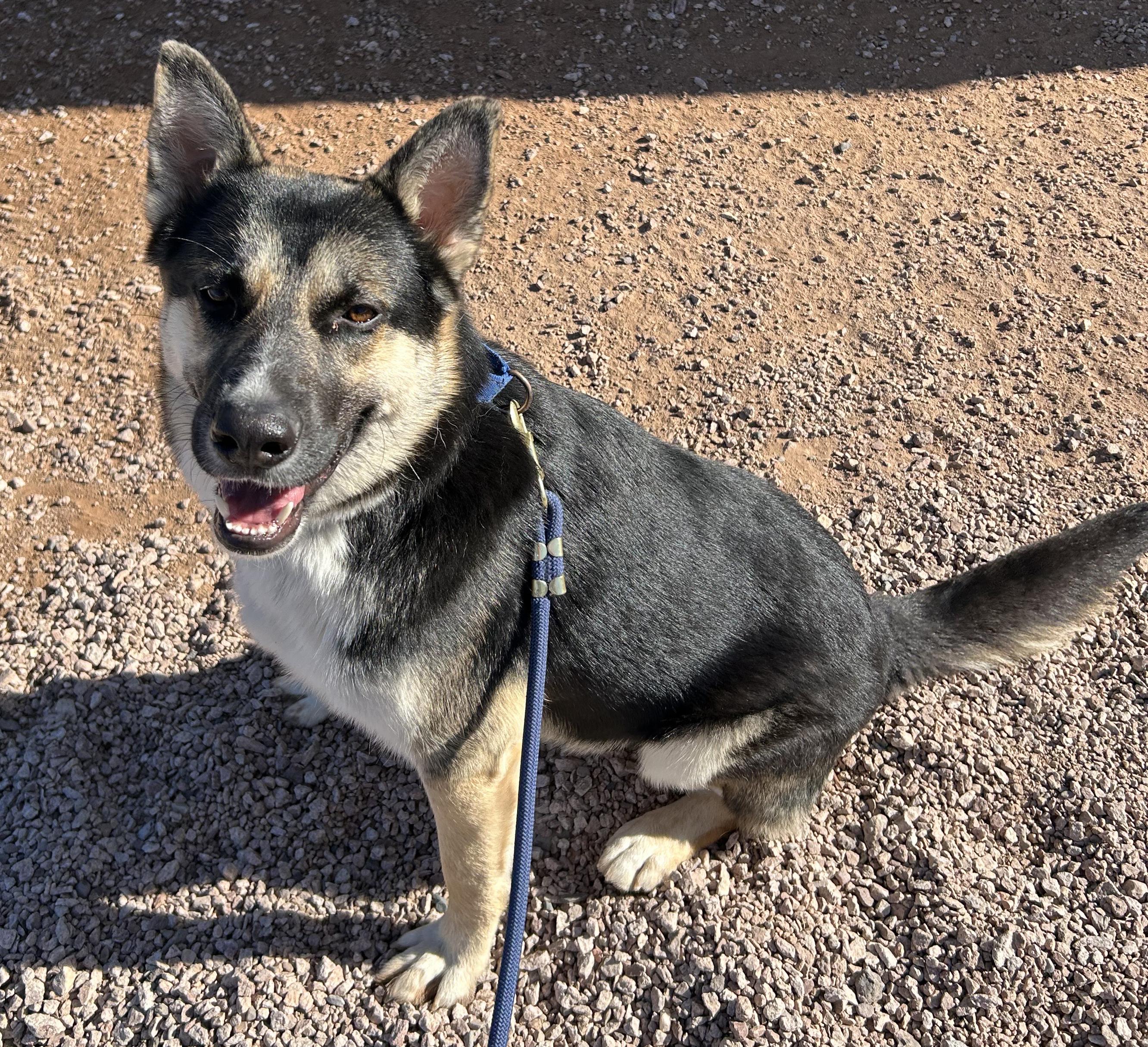 Enlarge Buddy III, a ADOPTABLE mixed breed in Phoenix, AZ image 5/5