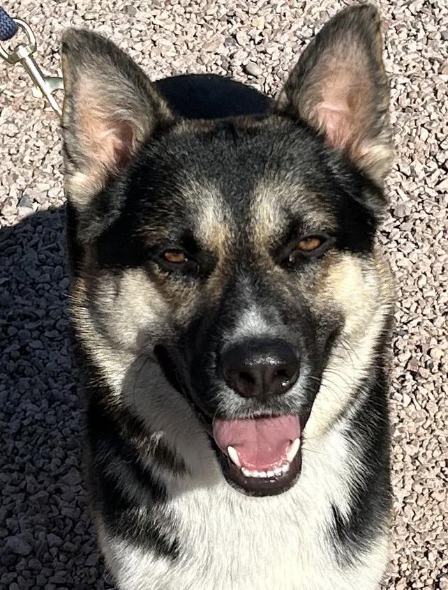 Enlarge Buddy III, a ADOPTABLE mixed breed in Phoenix, AZ image 1/5