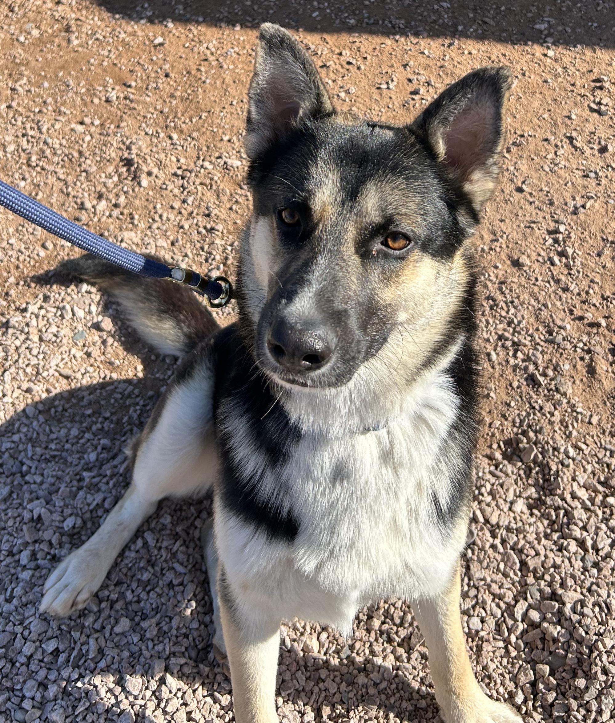 Enlarge Buddy III, a ADOPTABLE mixed breed in Phoenix, AZ image 2/5