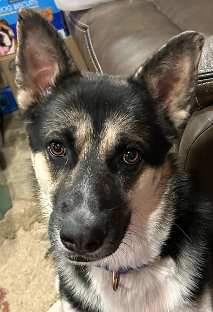 Enlarge Buddy III, a ADOPTABLE mixed breed in Phoenix, AZ image 1/6
