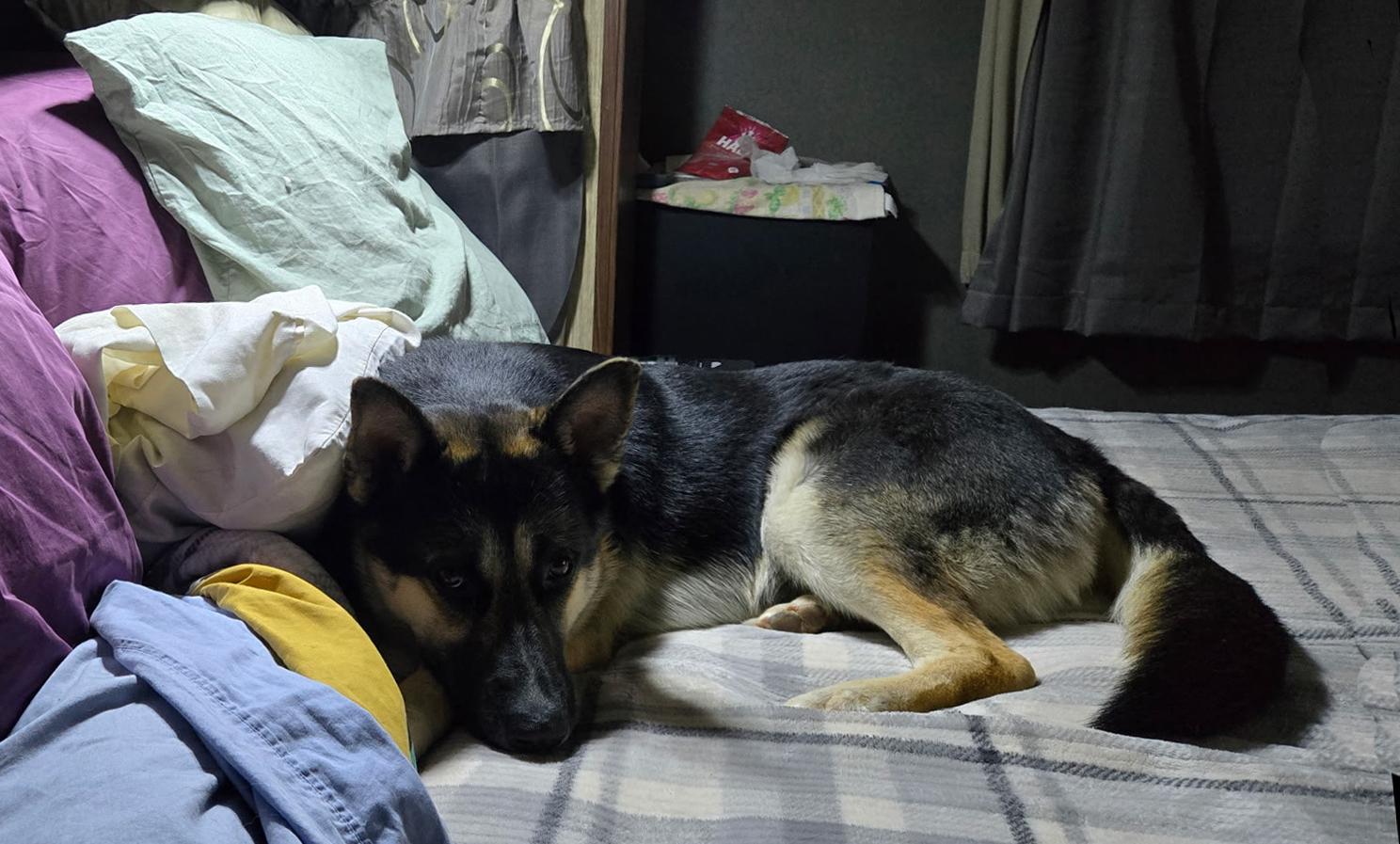 Enlarge Buddy III, a ADOPTABLE mixed breed in Phoenix, AZ image 4/5