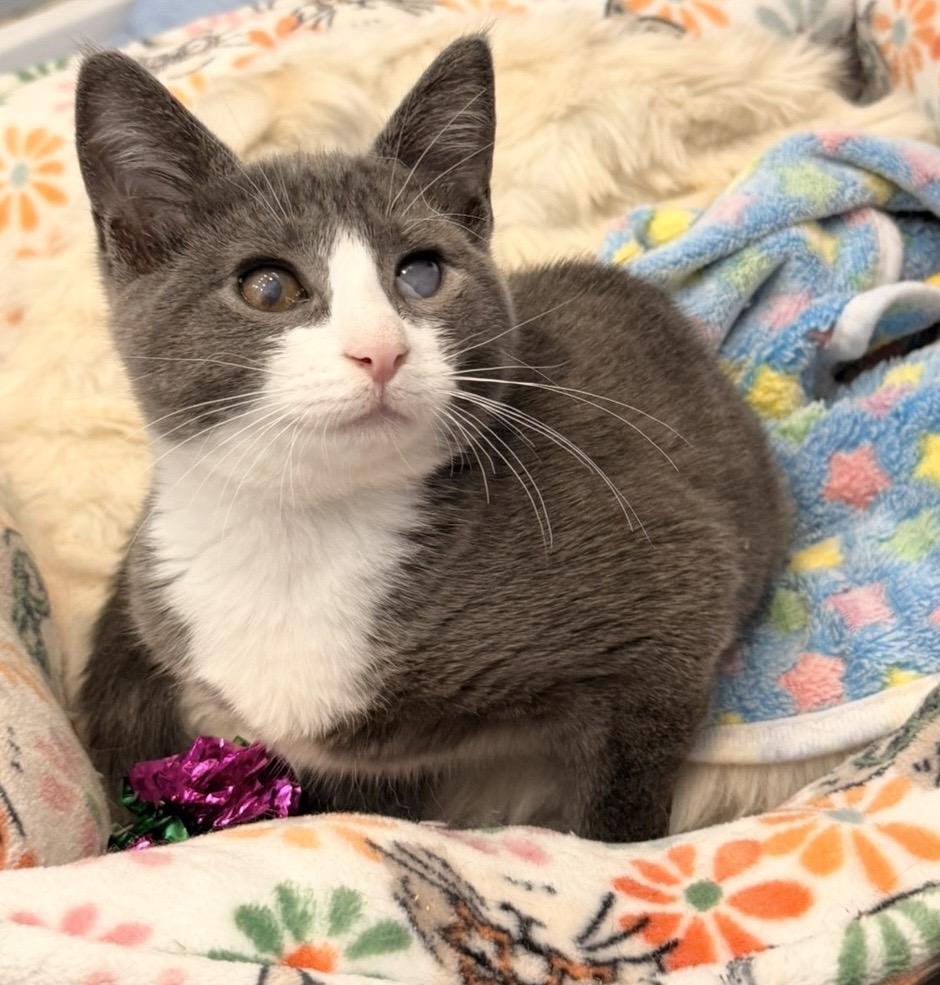 Enlarge Moro, a Adoptable Domestic Short Hair in Staten Island, NY image 3/6