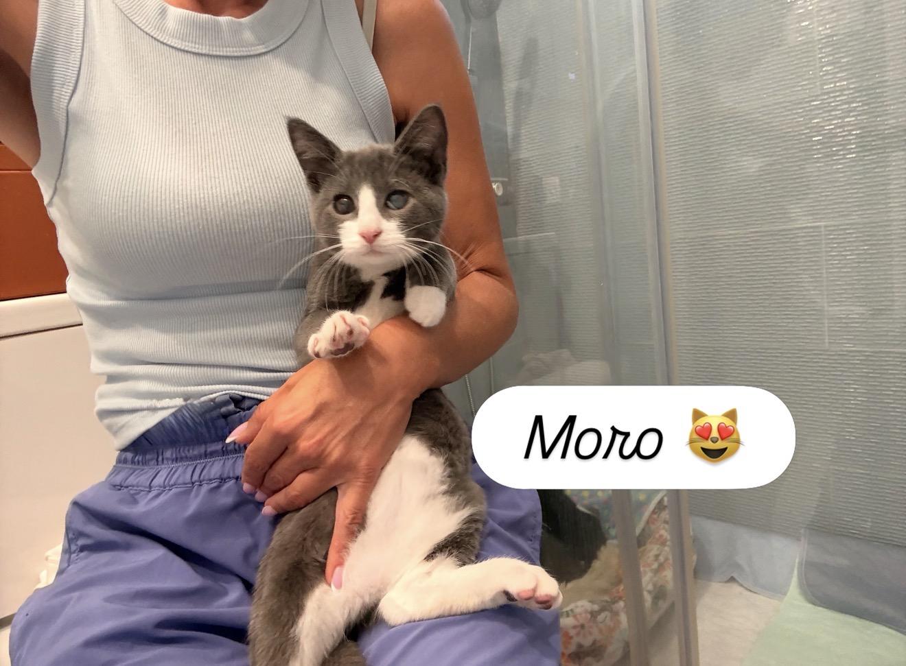 Enlarge Moro, a Adoptable Domestic Short Hair in Staten Island, NY image 1/6