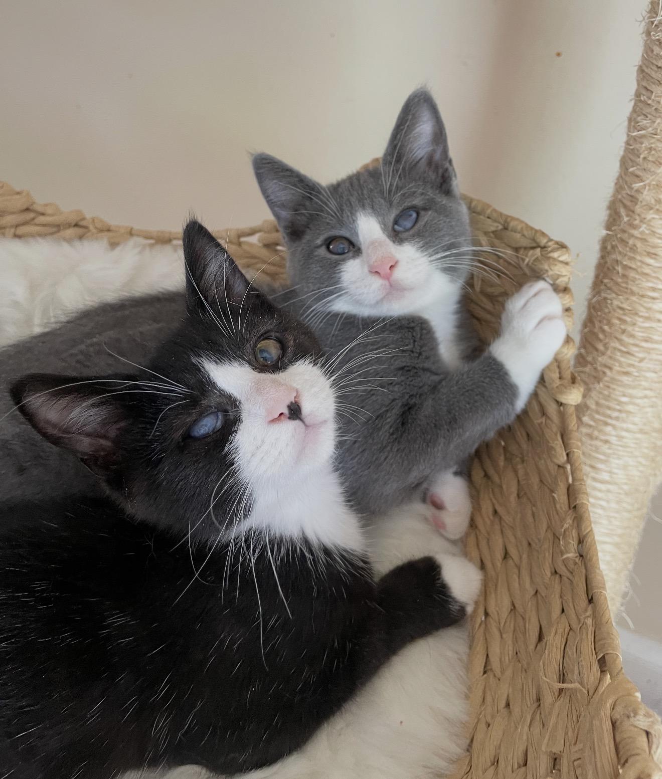 Enlarge Moro, a Adoptable Domestic Short Hair in Staten Island, NY image 5/6