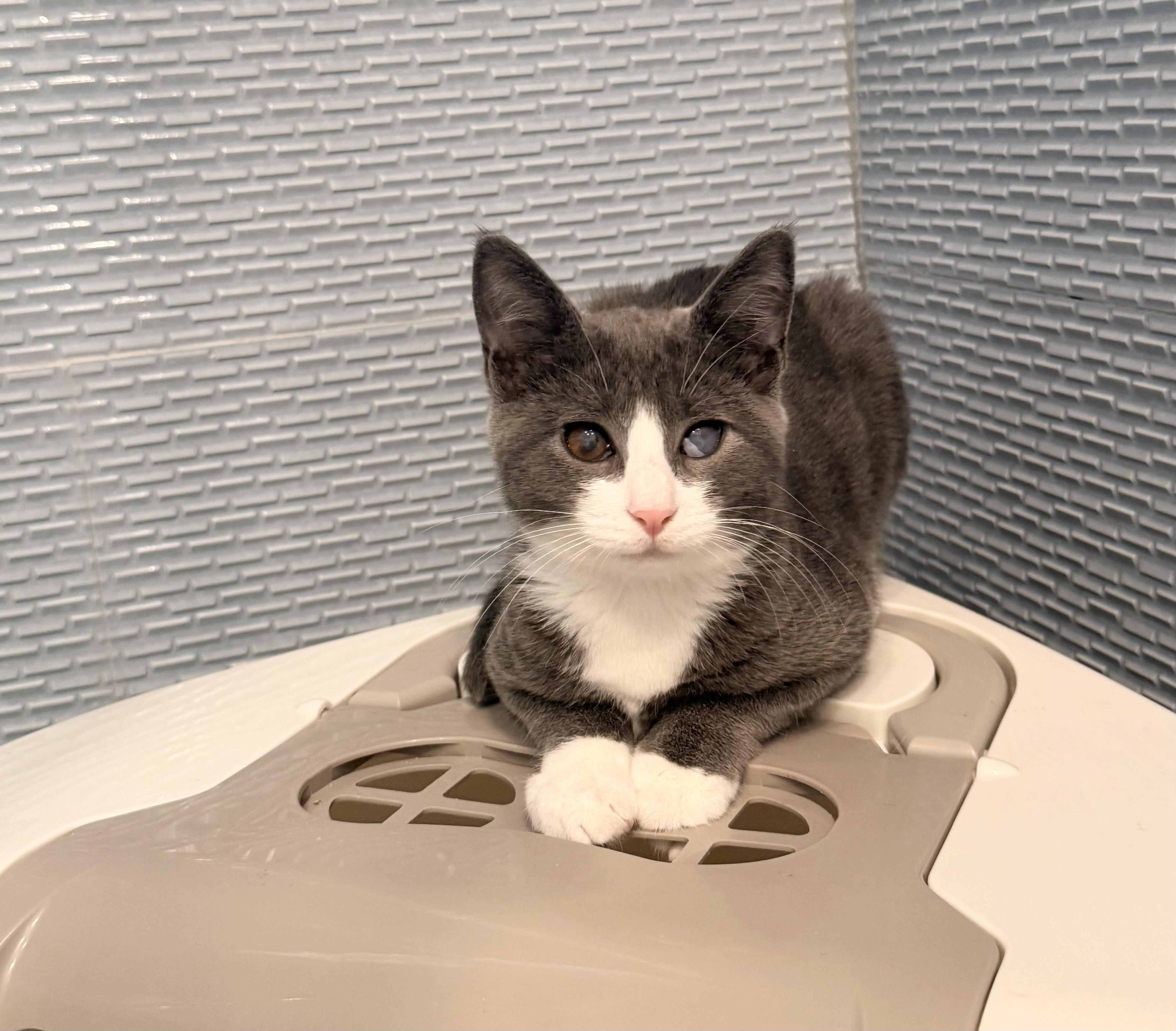 Enlarge Moro, a Adoptable Domestic Short Hair in Staten Island, NY image 2/6