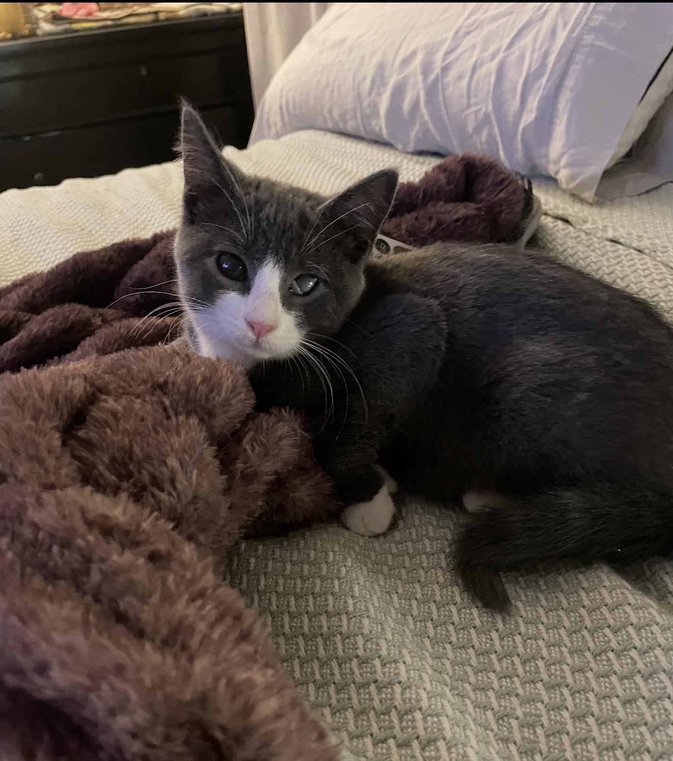 Enlarge Moro, a Adoptable Domestic Short Hair in Staten Island, NY image 6/6