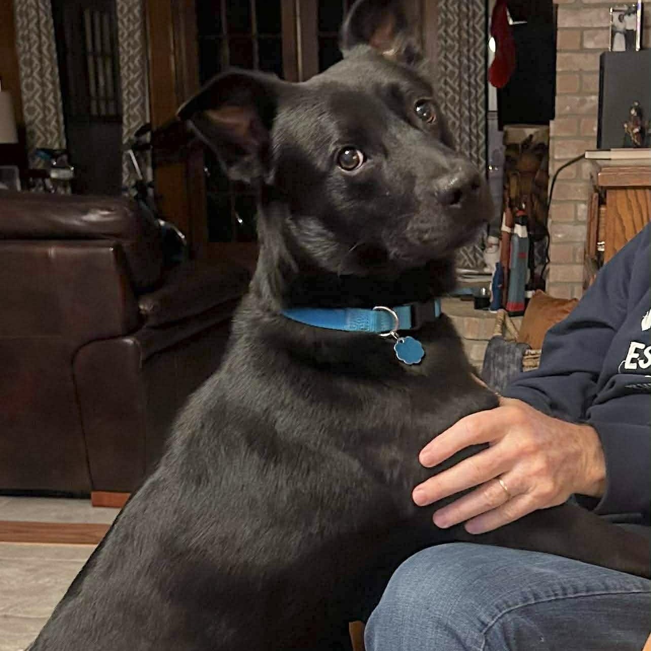 Enlarge Luke, a Adoptable mixed breed in Portland, OR image 1/6