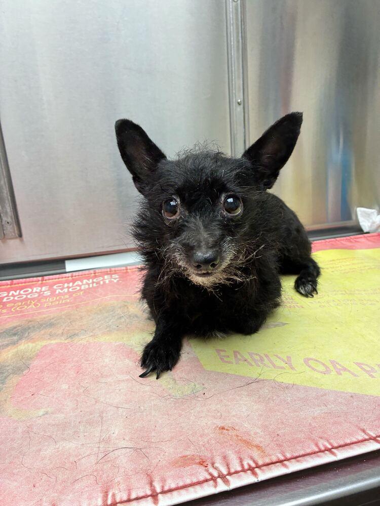Enlarge Nessa, a Adoptable Terrier in Marietta, GA image 1/5