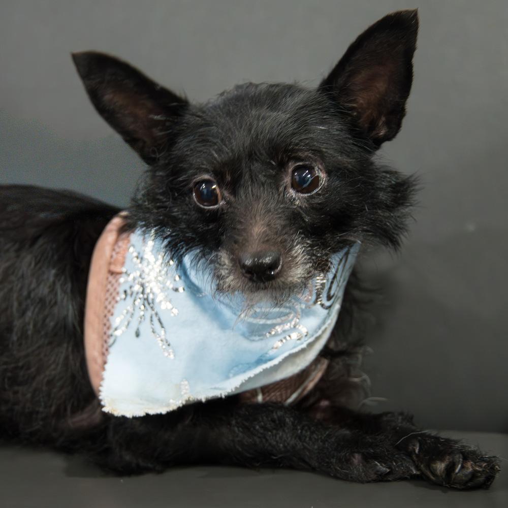 Enlarge Nessa, a Adoptable Terrier in Marietta, GA image 2/5