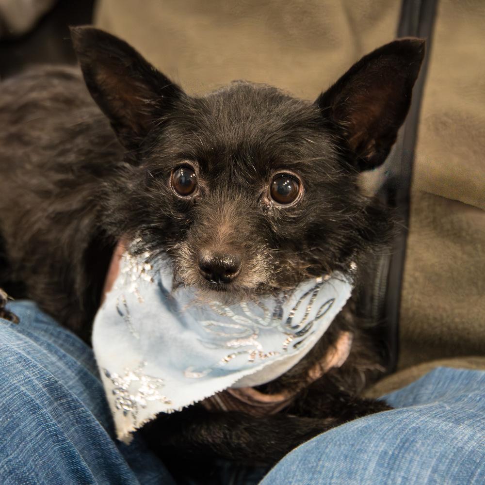 Enlarge Nessa, a Adoptable Terrier in Marietta, GA image 3/5