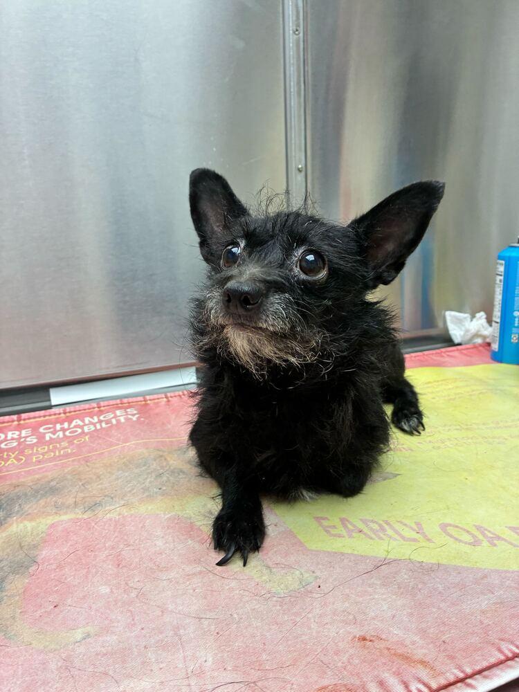 Enlarge Nessa, a Adoptable Terrier in Marietta, GA image 4/5