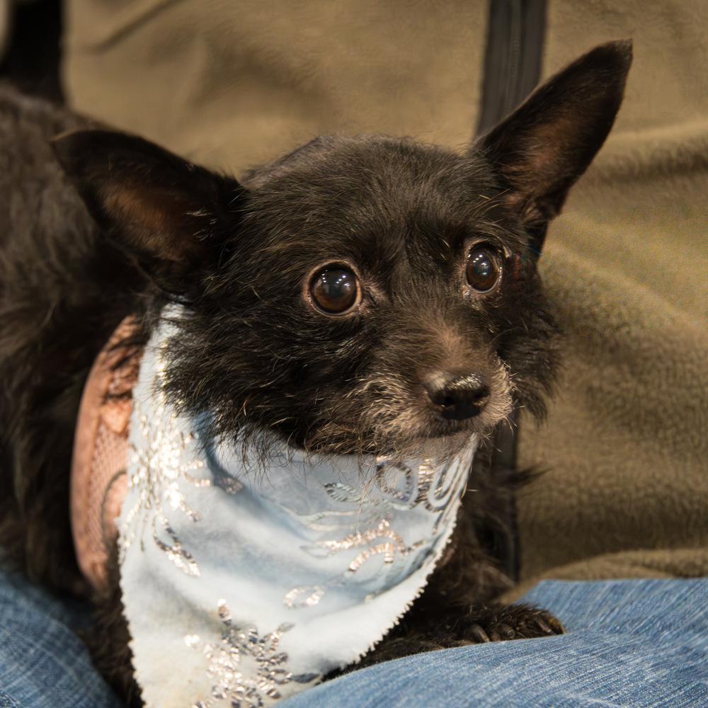 Enlarge Nessa, a Adoptable Terrier in Marietta, GA image 5/5